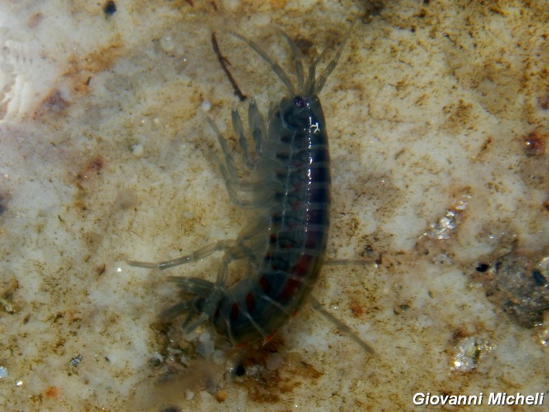 Piccoli crostacei fluviali da ID